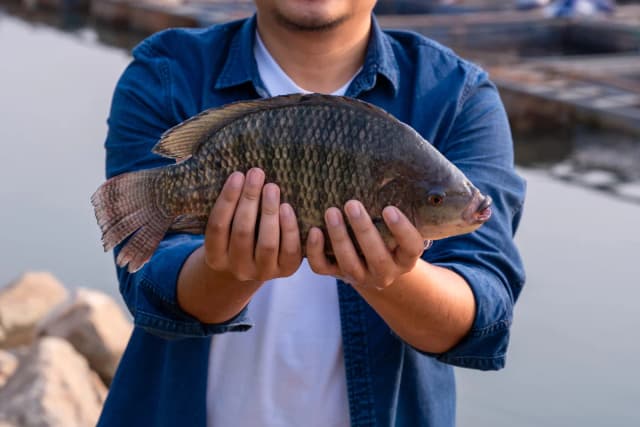 Peixe Vivo - Tilápia